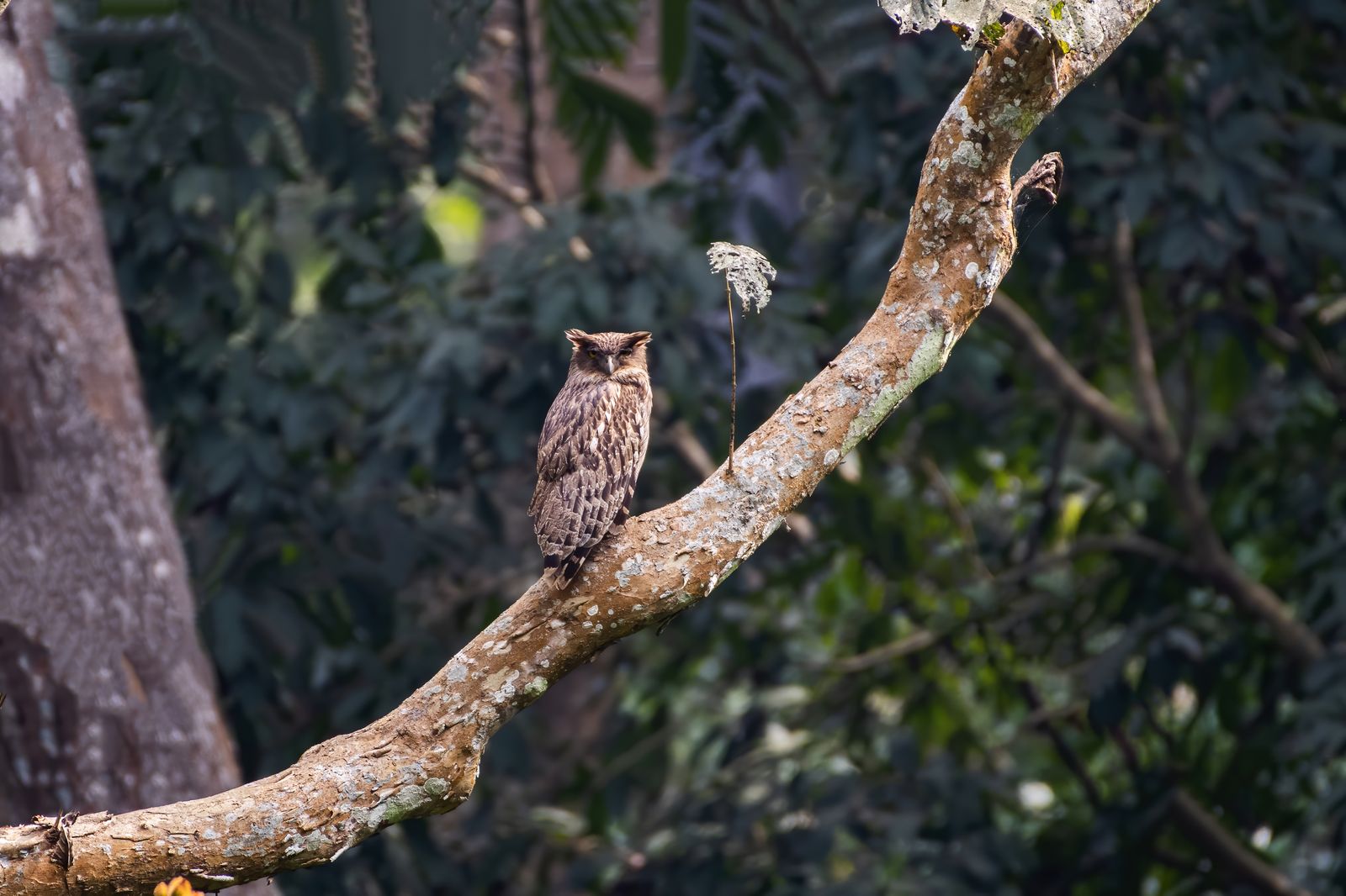 Brown fish owl (2)